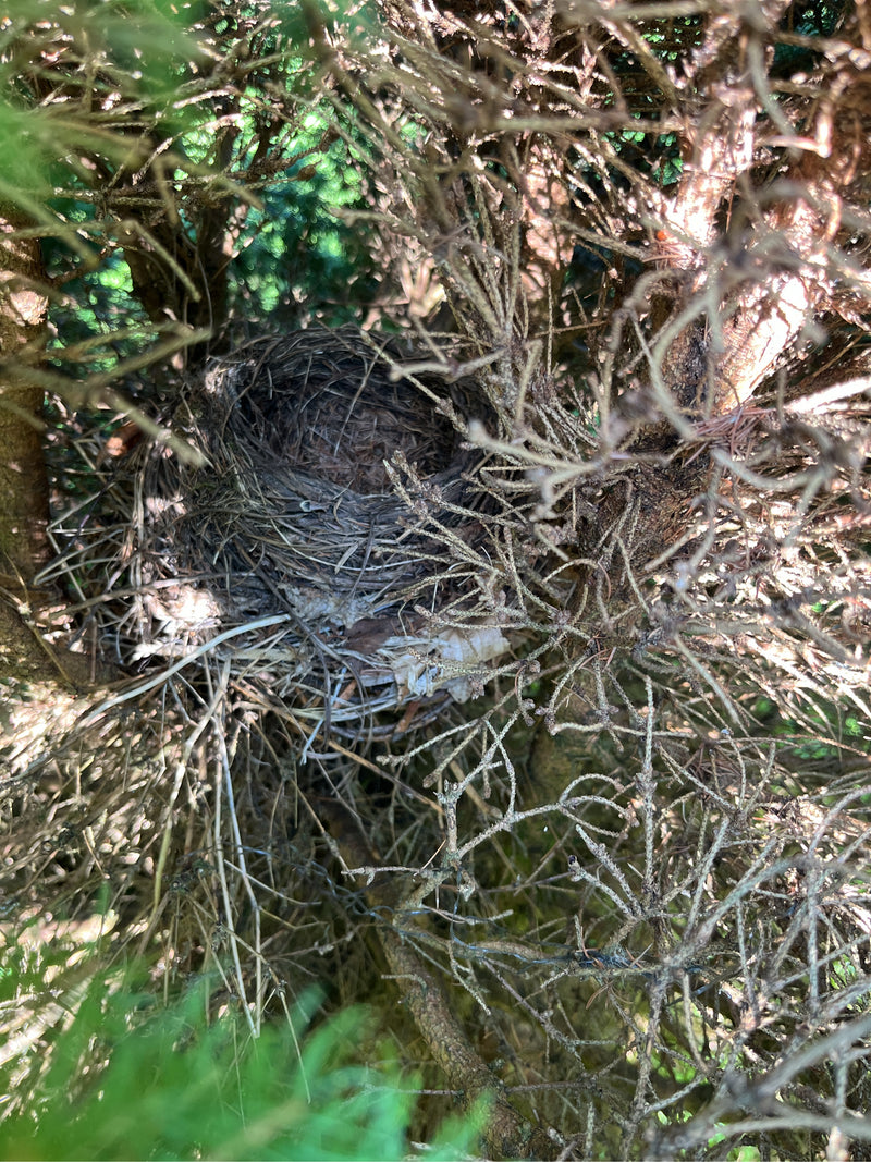 Uccelli — foto 1 di 11