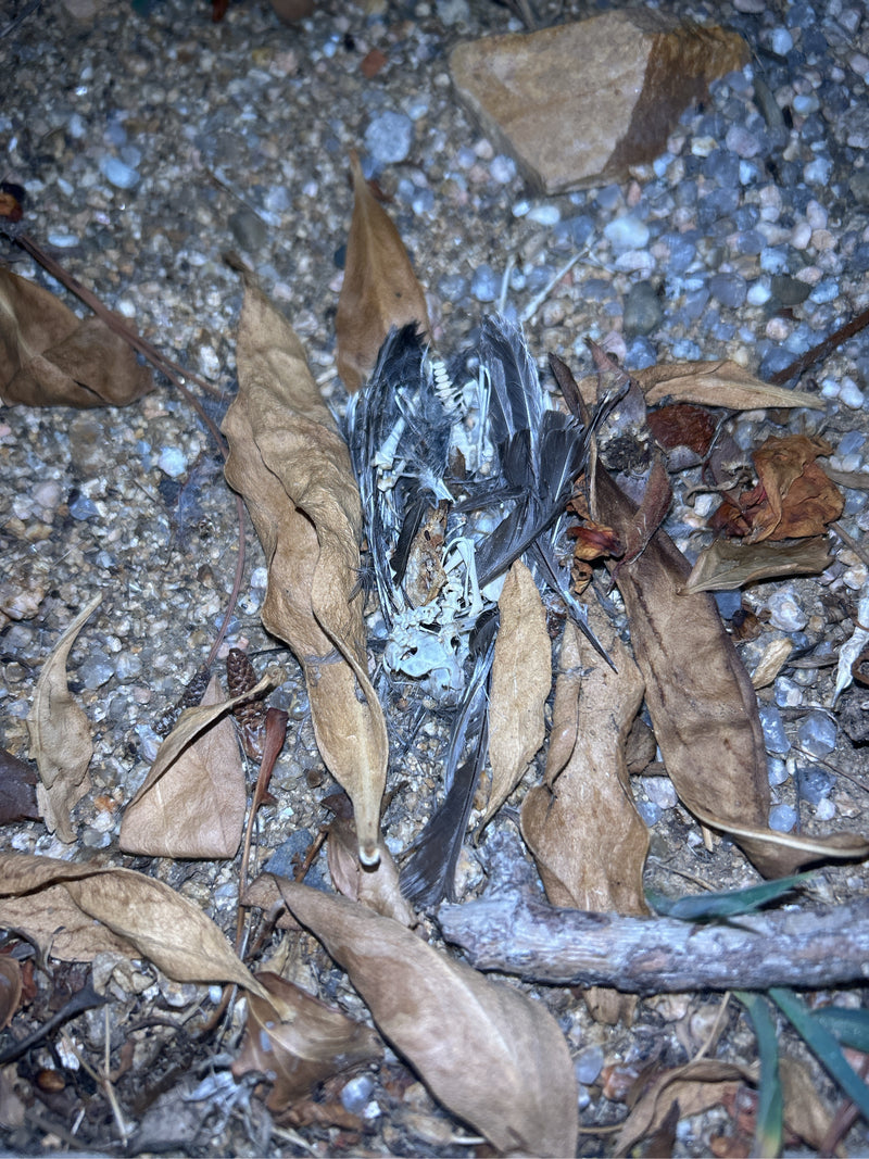Uccelli — foto 3 di 11