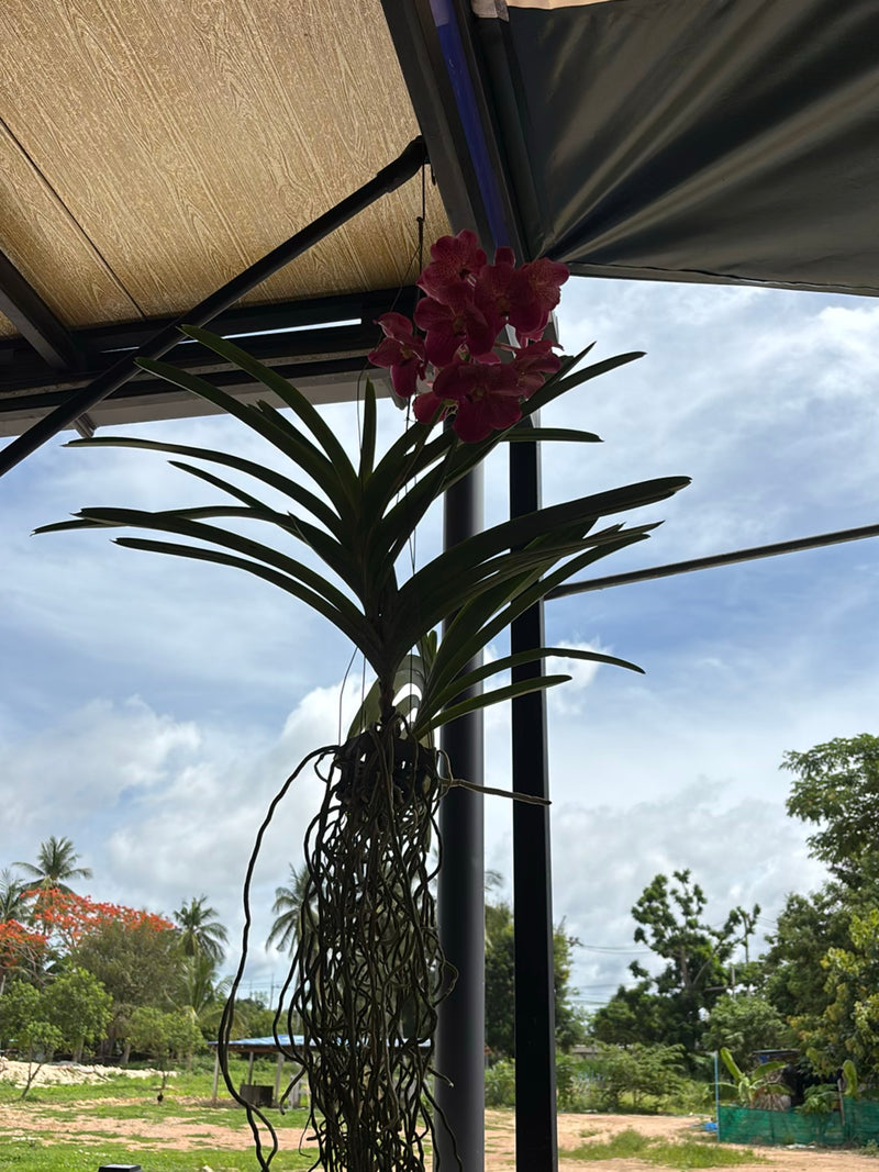 Orchidea Vanda — Bild 3