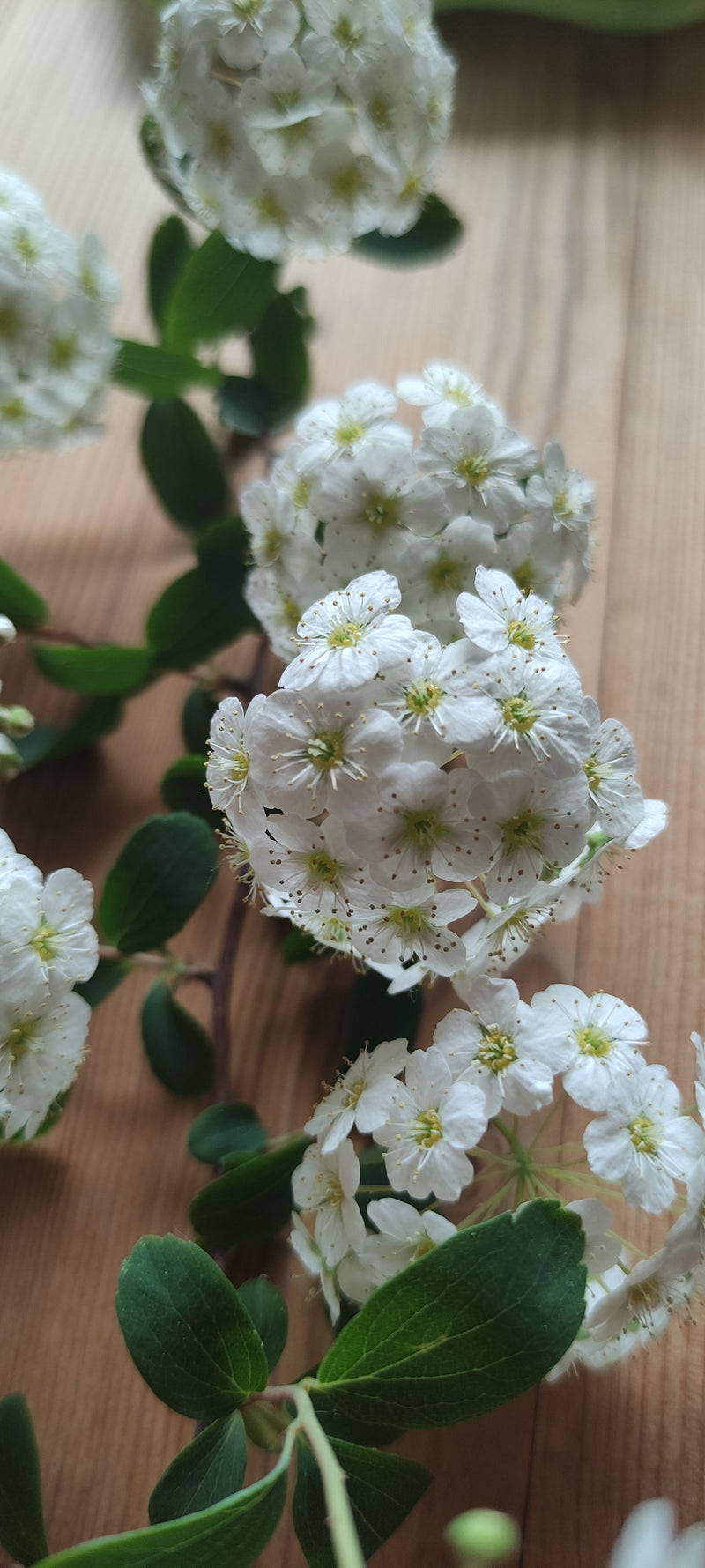 Spirea di Vanhoutte — Bild 1