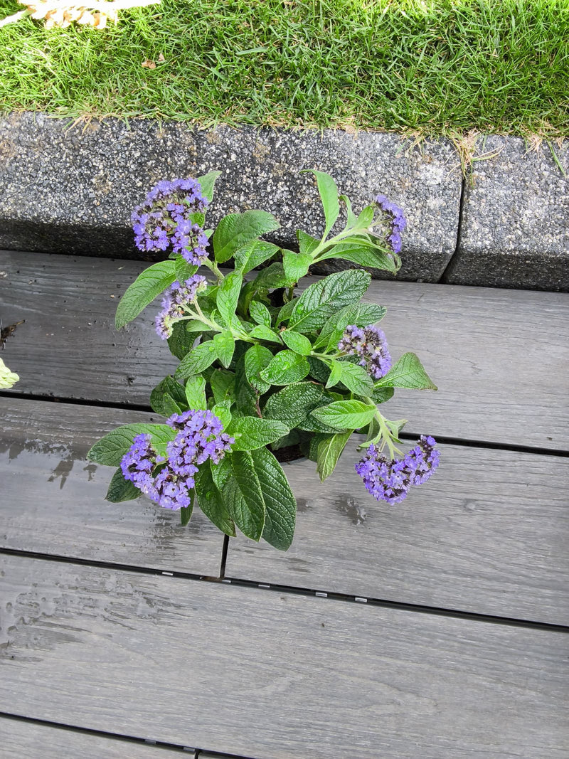 fiore di vaniglia — Bild 1
