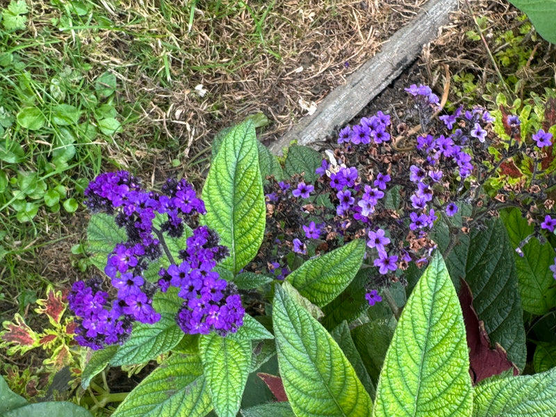 Un eliotropio in fiore con vivaci infiorescenze viola e foglie verdi rugose in un'aiuola.