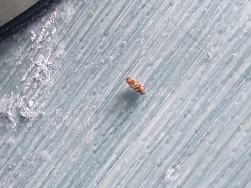 Trogoderma variabilis — Bild 1