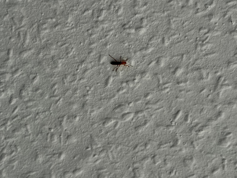 Scarabeo morbido variabile — Bild 1