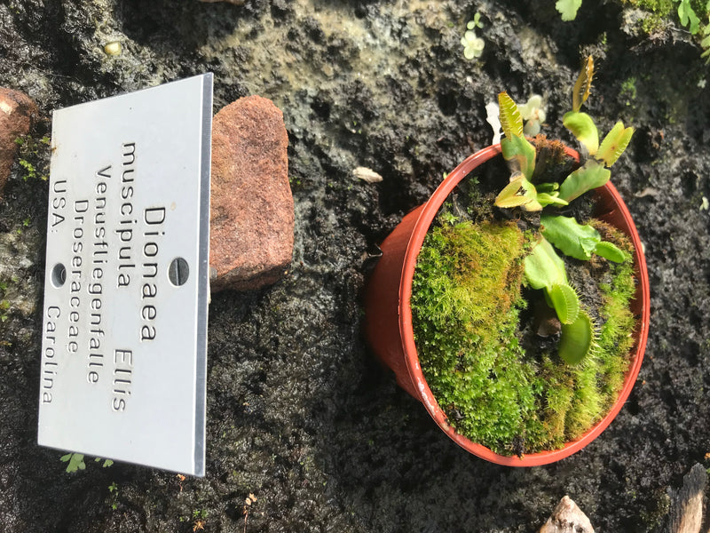 L'immagine mostra una Dionaea muscipula in un piccolo vaso di fiori accanto a un'etichetta botanica. Le trappole caratteristiche della pianta sono chiarament...
