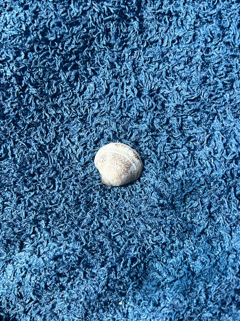 Venusmuschel — Bild 1