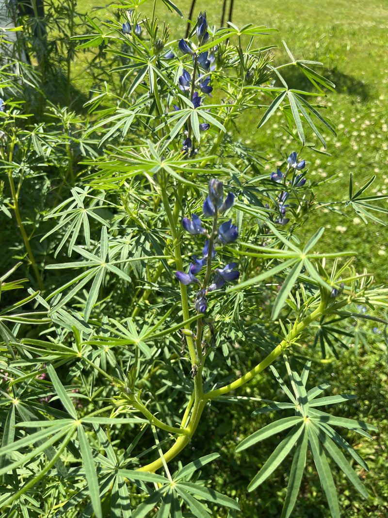 È visibile un lupino polifillo con le sue tipiche foglie palmate e infiorescenze blu davanti a un prato verde. La pianta è all'aperto e fiorisce alla luce de...