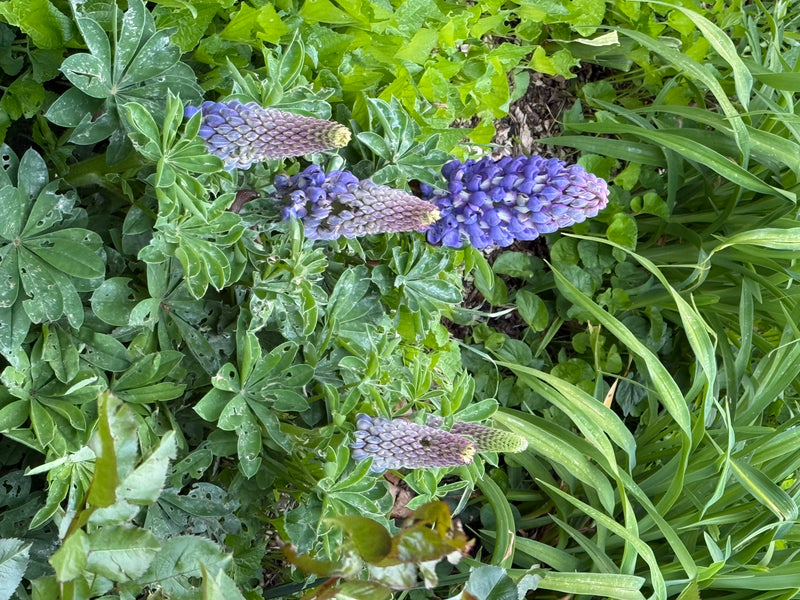 La foto mostra esemplari in fioritura di lupino foglioso con caratteristiche spighe di fiori blu e foglie palmate. Crescono in mezzo a fogliame verde e grami...
