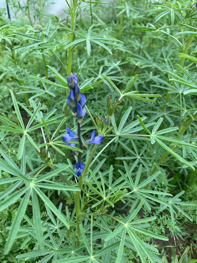 L'immagine mostra un lupino policarpo con caratteristiche infiorescenze blu e foglie palmate. Cresce in mezzo al verde in un ambiente naturale.
