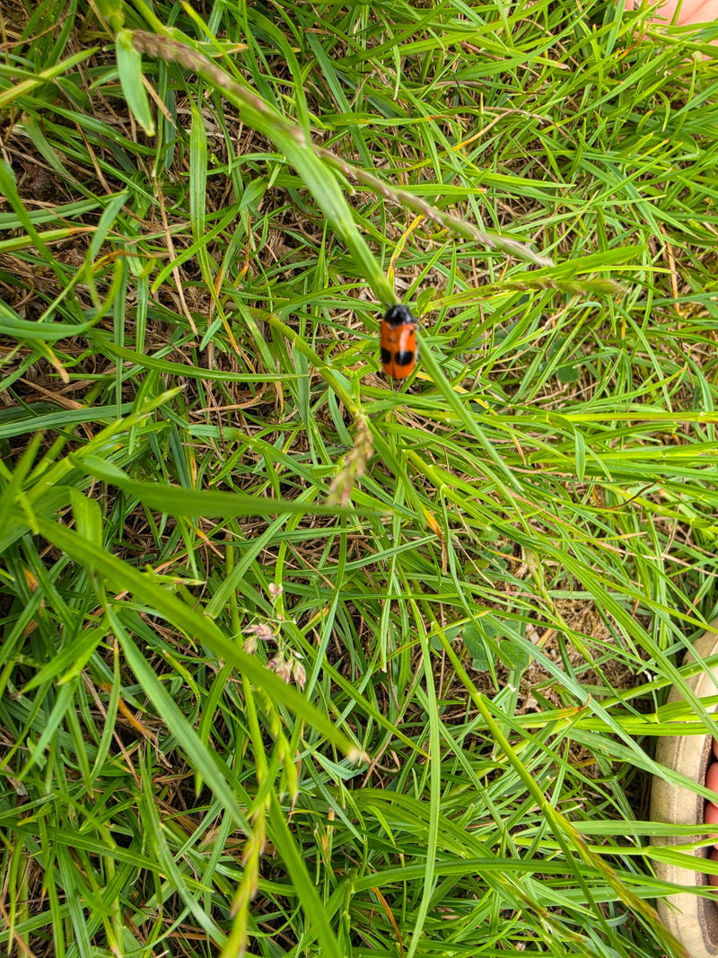 Scarabeo a quattro macchie — Bild 2