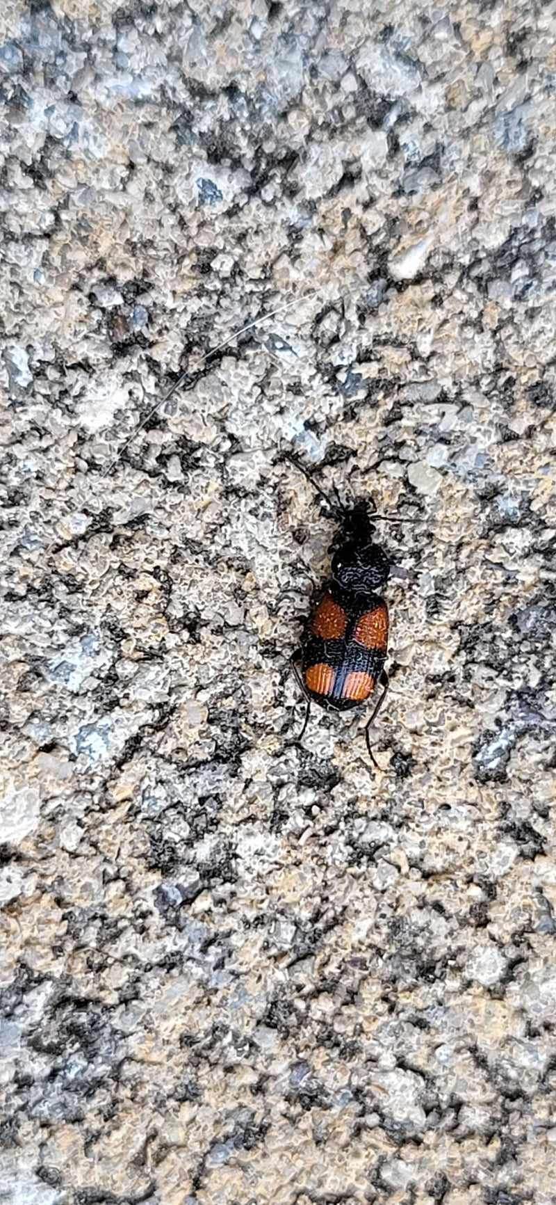 Scarabeo a quattro macchie — Bild 1