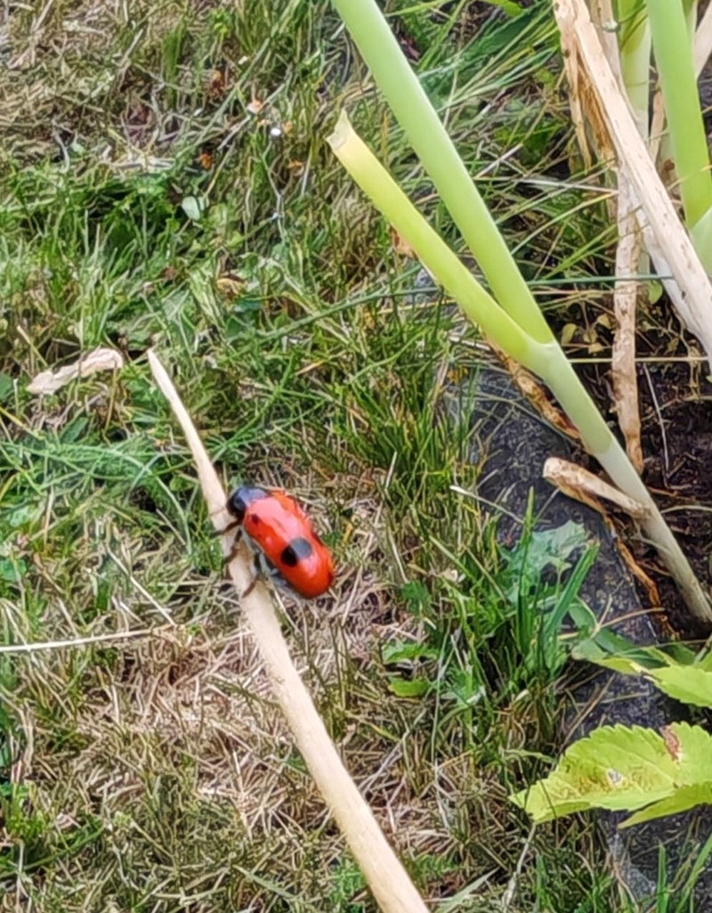Un coleottero a quattro punti siede su uno stelo secco in mezzo all'erba e alla vegetazione. Le sue elitre rosse con i caratteristici punti neri sono chiaram...
