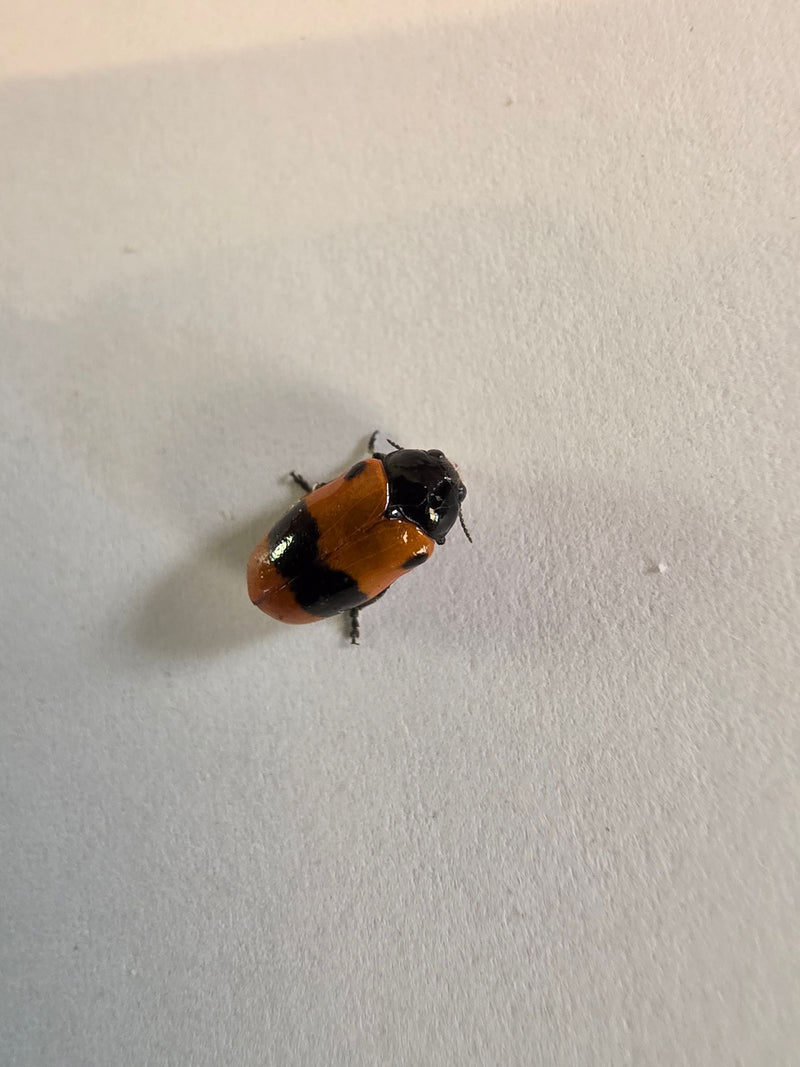 Scarabeo a quattro macchie — Bild 3
