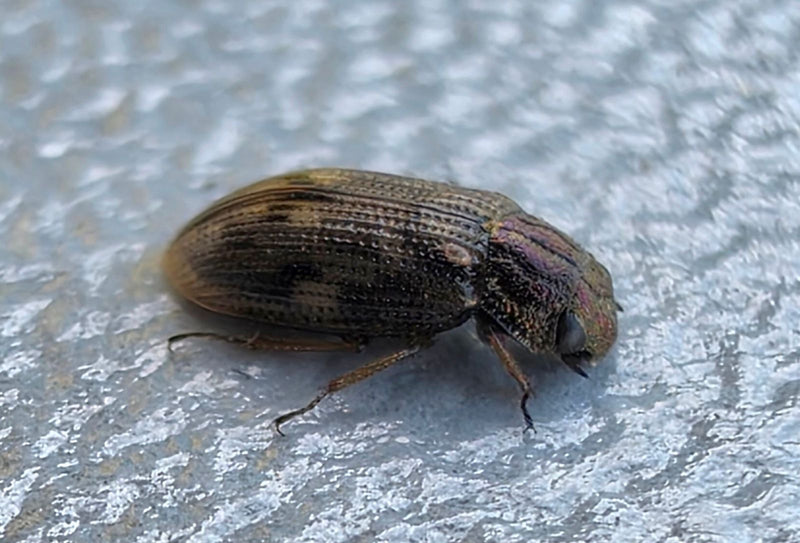 Scarabeo gioiello di pino a quattro macchie — foto 1 di 2