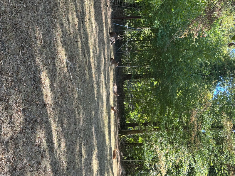 Vietnam-Sikahirsch — foto 1 di 4