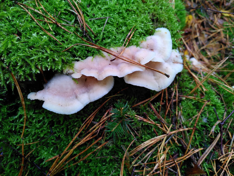 Corpi fruttiferi ondulati, da violaceo chiaro a biancastri, del fungo Chondrostereum purpureum su un substrato muschioso.
