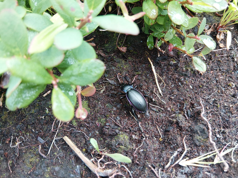 Scarabeo macinato viola — Bild 1