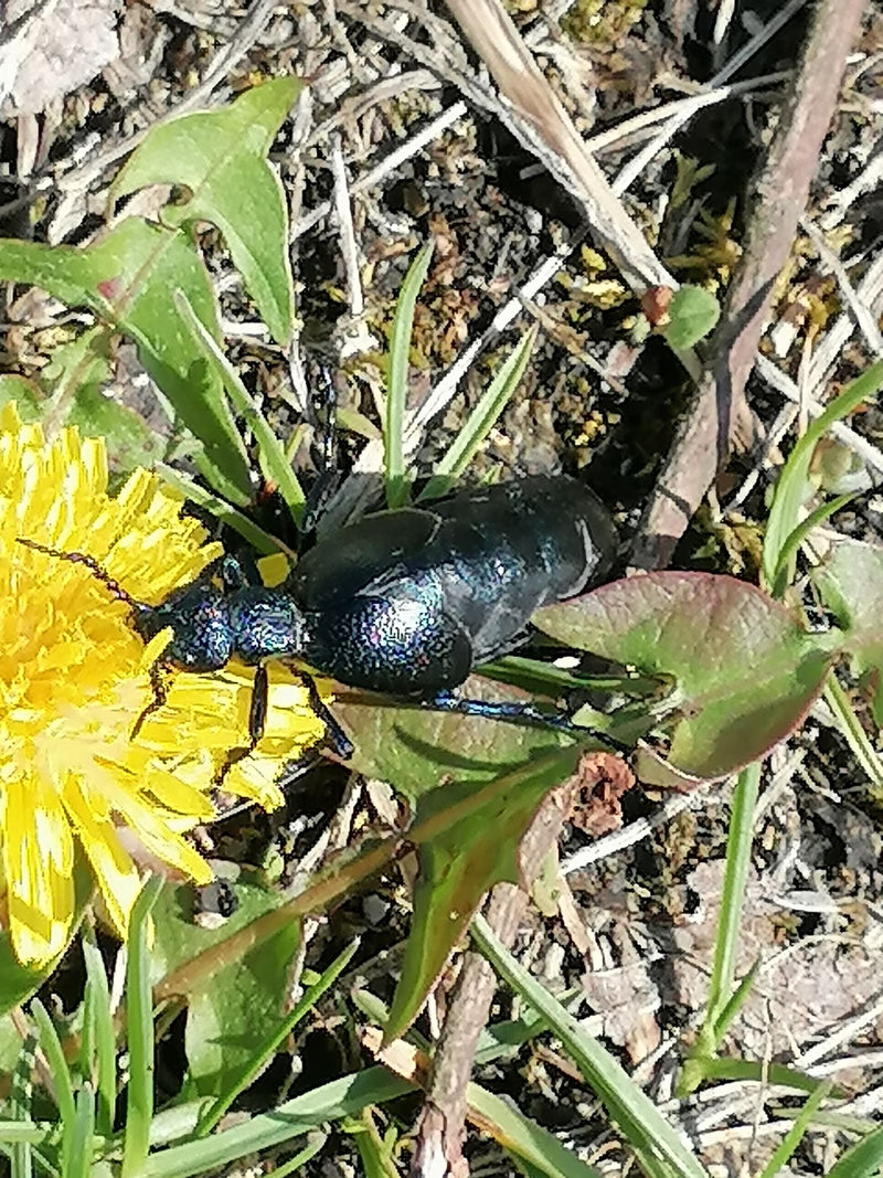 Scarabeo viola dell'olio — Bild 1
