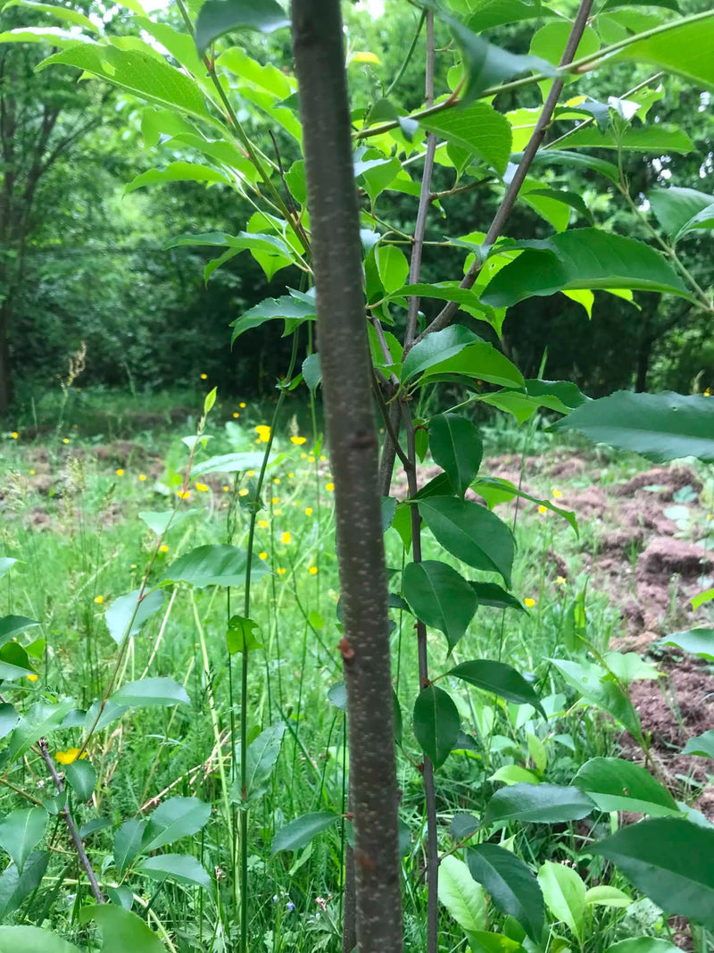 Si vede il tronco e il fogliame verde di un giovane ciliegio selvatico. Nello sfondo c'è un ambiente prativo con fiori gialli.