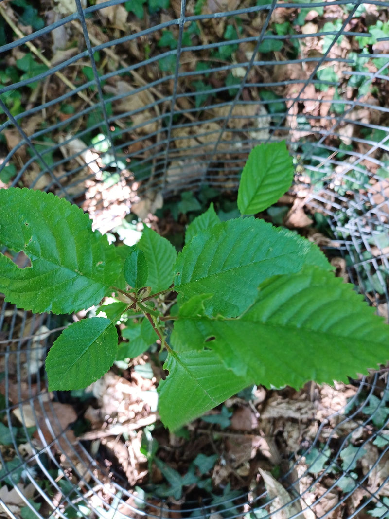 Si vede un giovane germoglio di ciliegio aspro con foglie verdi. La pianta cresce protetta all'interno di una rete metallica sul terreno del bosco.