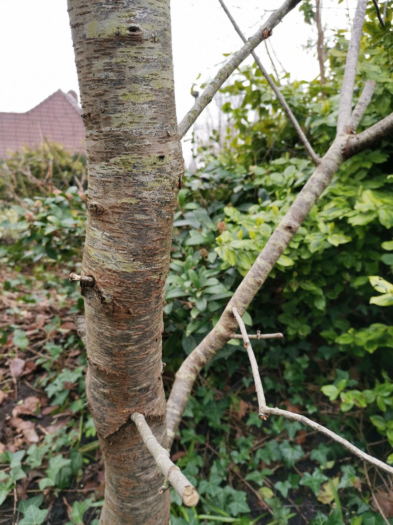 Si vede il tronco di un giovane ciliegio selvatico con la sua tipica corteccia striata orizzontalmente. Sul fondo si scorgono cespugli verdi e un edificio.
