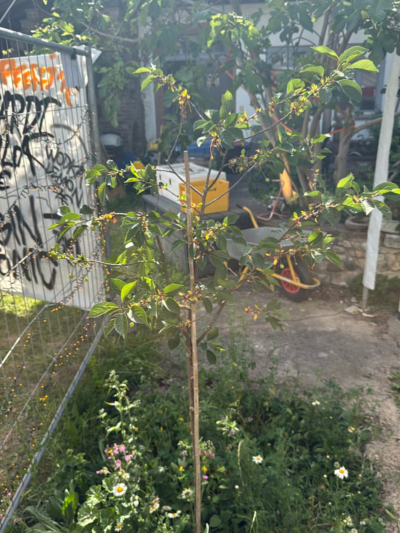 Si vede un giovane ciliegio selvatico con foglie verdi e piccoli frutti. Si trova in un ambiente urbano o simile a un giardino.