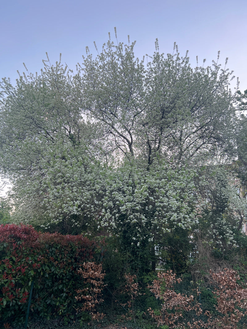 Si vede un grande albero in piena fioritura con numerosi fiori bianchi su sfondo di cielo chiaro. L'albero si trova in un giardino o in un parco.