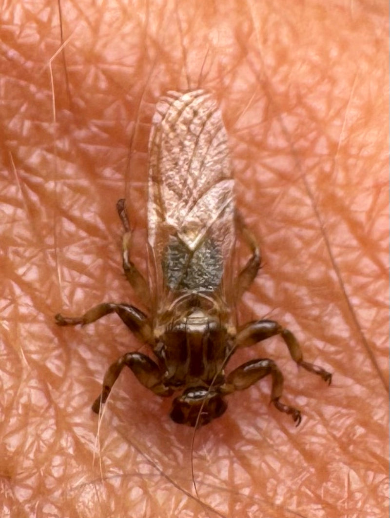 Una mosca parassita degli uccelli adulta che riposa sulla pelle umana, vista dall'alto.