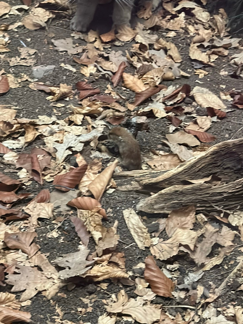Un'arvicola cammina su un terreno boschivo coperto di foglie secche. Le zampe di un altro animale sono visibili in modo sfocato sul bordo superiore dell'imma...