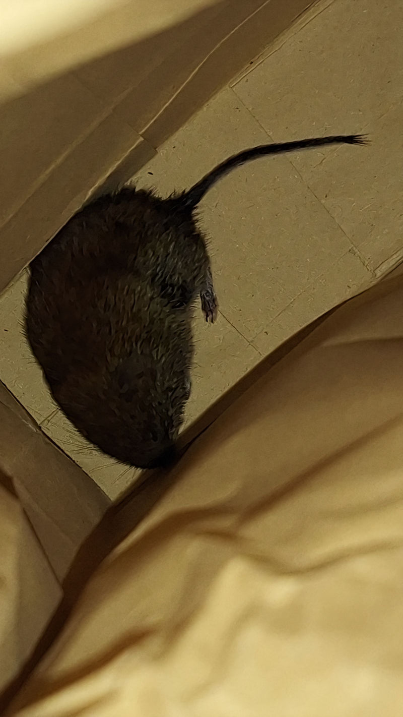 Arvicola (Microtus sp.) — Bild 1