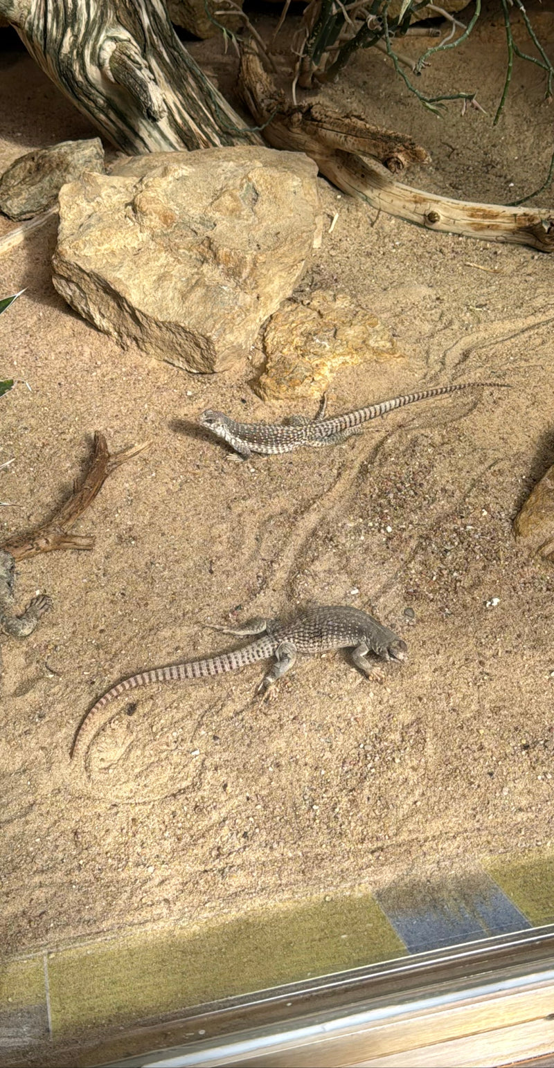 iguana del deserto — Bild 1