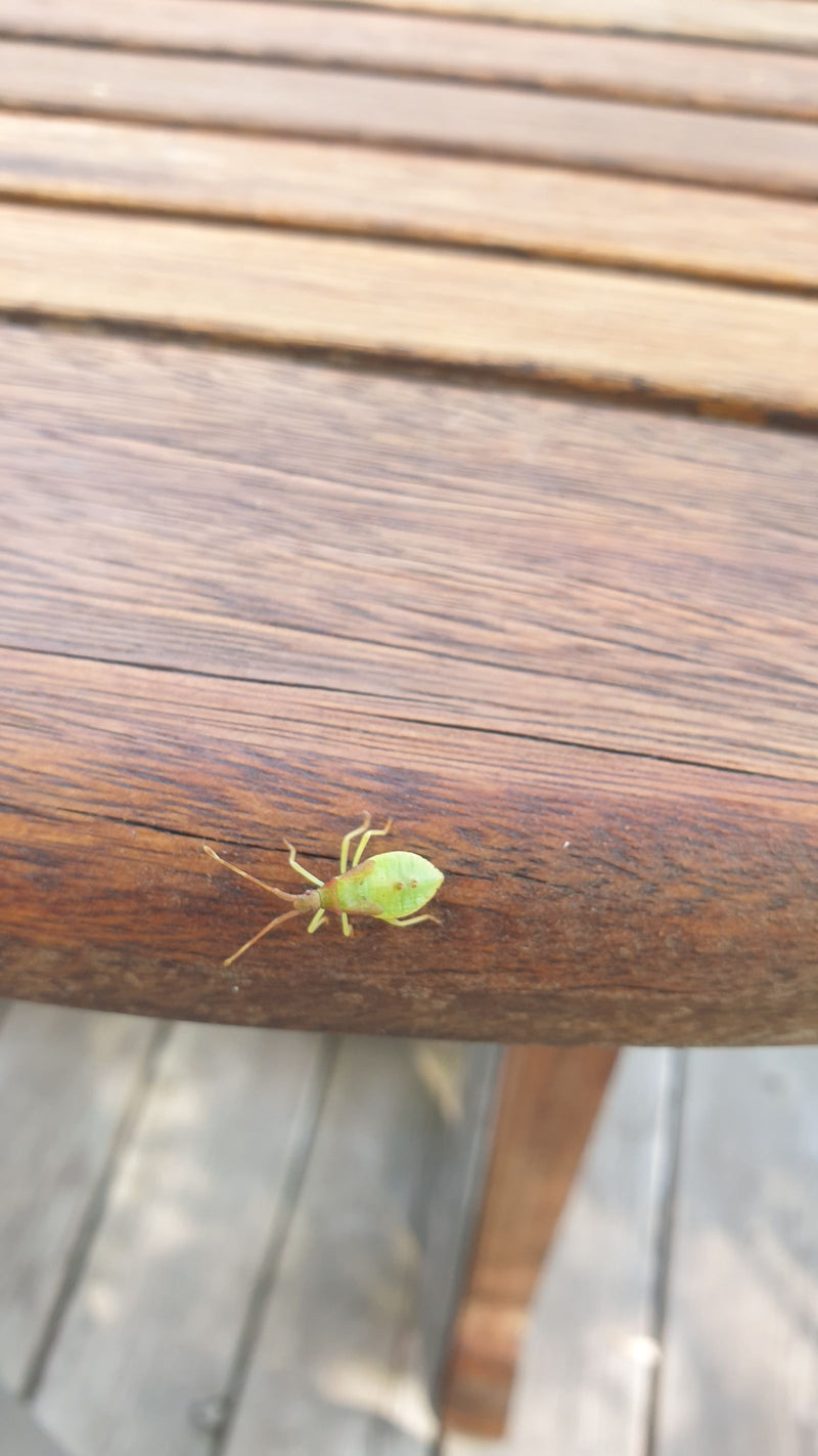 Cimice del ginepro — foto 1 di 2