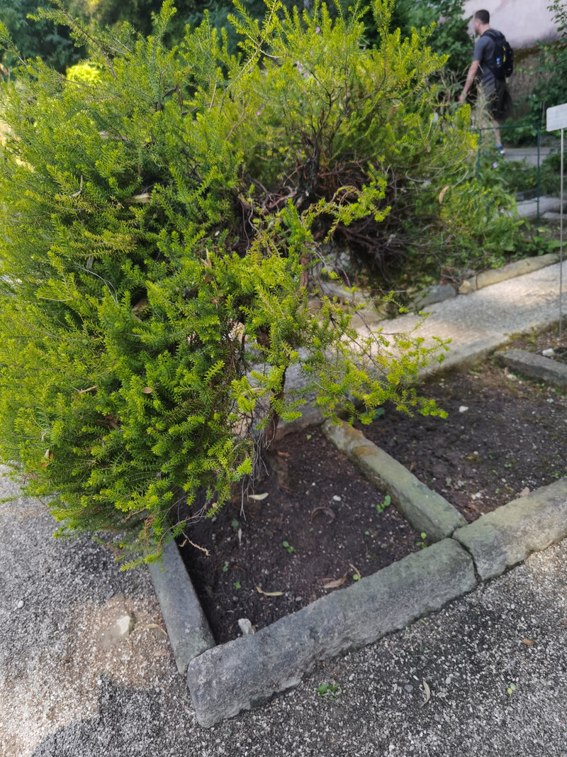 Ginepro Grevillee — Bild 1