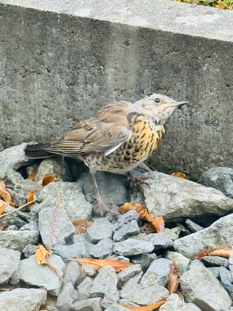 Una cesena è seduta su un fondo sassoso davanti a un muro di grigio cemento. L'uccello è ben visibile.