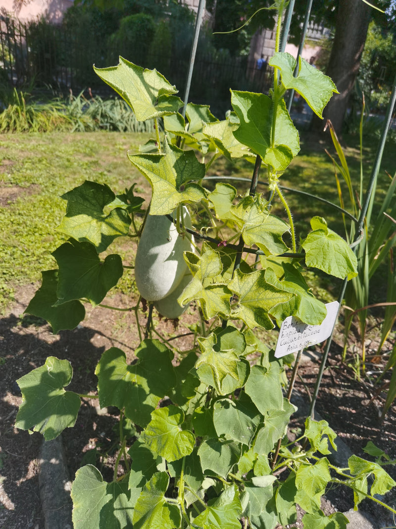 Zucca di cera — Bild 2