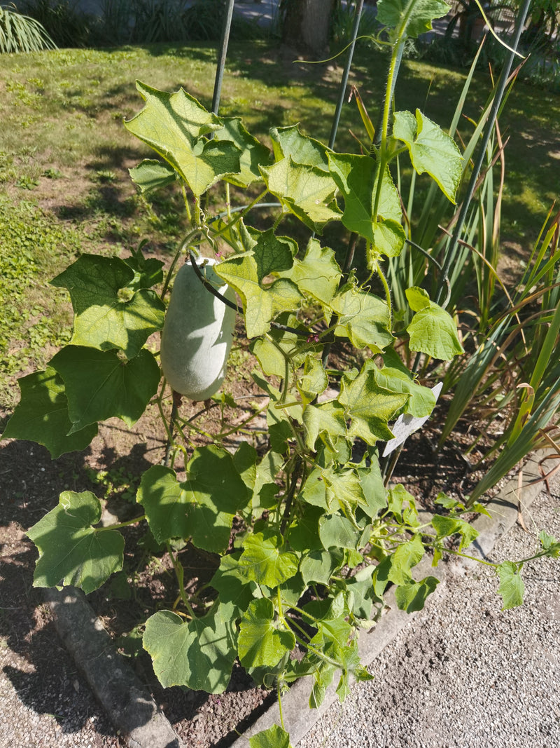 Zucca di cera — Bild 1