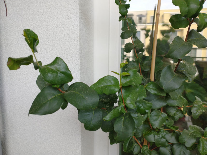 ciliegia di cera — Bild 1