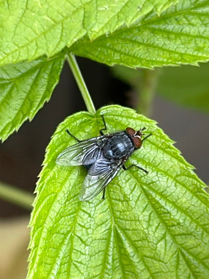Una mosca delle stalle è vista dall'alto mentre riposa su una foglia verde.