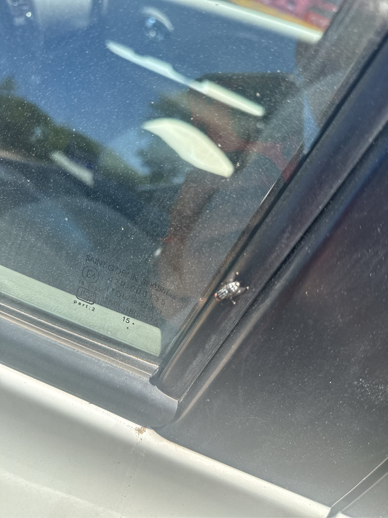 Una mosca pungitrice stabile è seduta sul vetro del finestrino di un'auto. L'insetto è chiaramente visibile.