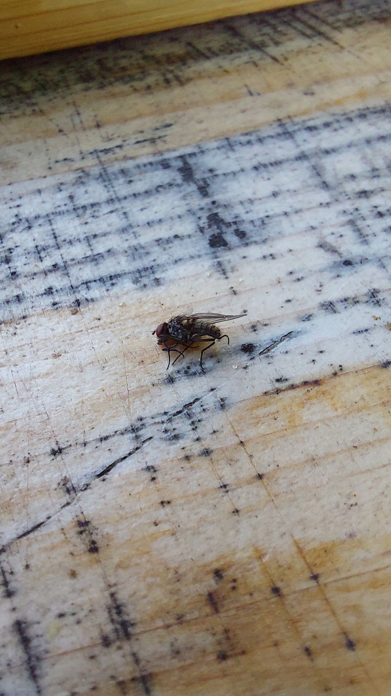 Una mosca cavallina riposa su una superficie di legno strutturata. L'esemplare di insetto è ben visibile.