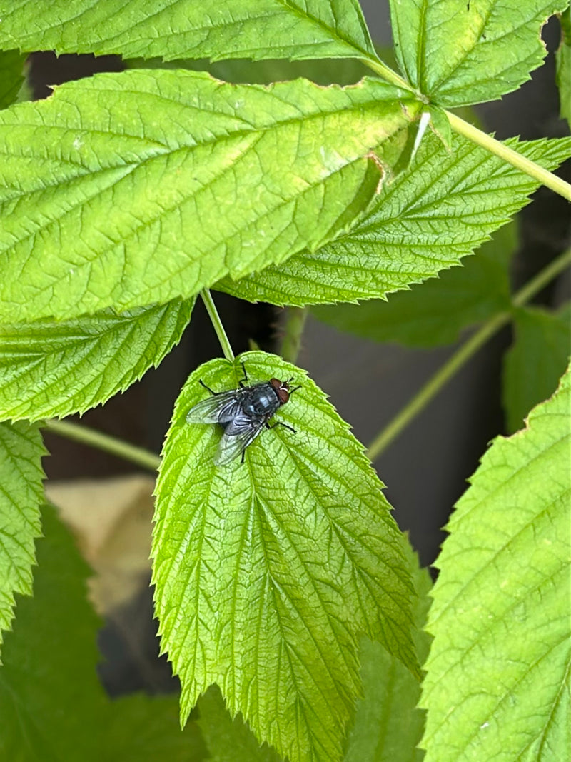 Un moscone con corpo lucido blu-nero riposa su una foglia verde dentellata.
