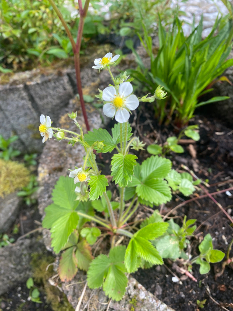 Fragole — Bild 1