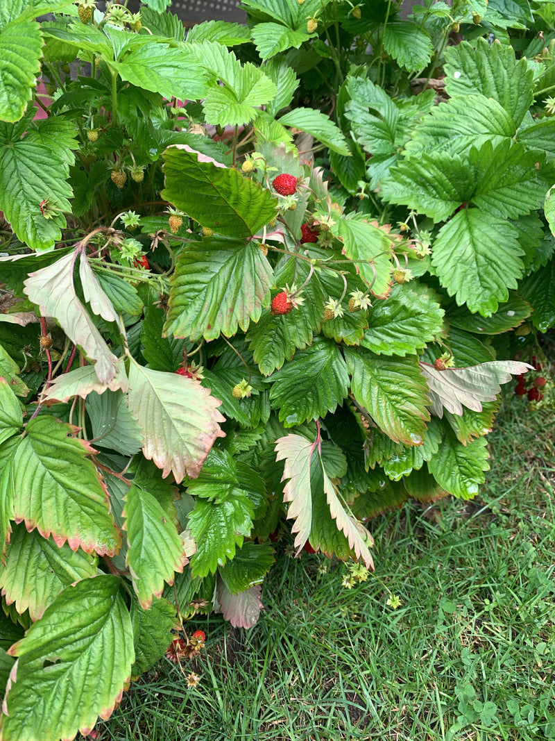 L'immagine mostra una pianta di fragole sana con caratteristiche foglie trifogliate. Tra il fogliame verde sono visibili diverse fragole rosse mature e alcun...
