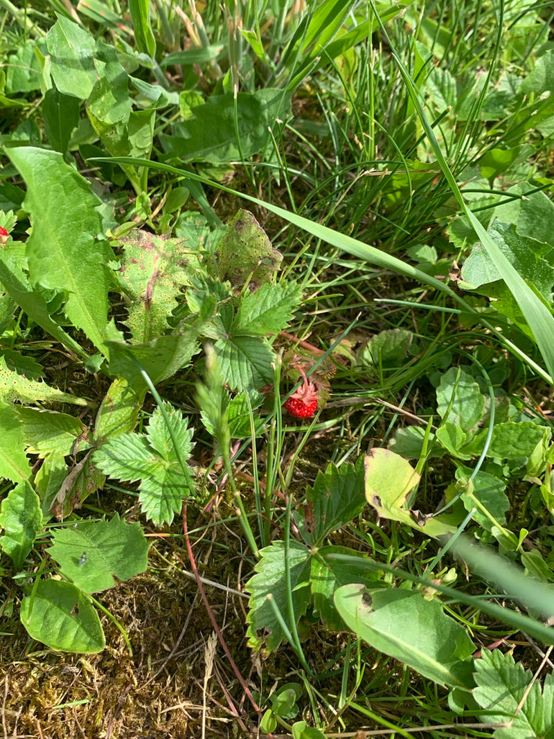 È visibile una fragola matura e rossa, circondata da erba verde e fogliame. La pianta cresce direttamente su un prato.