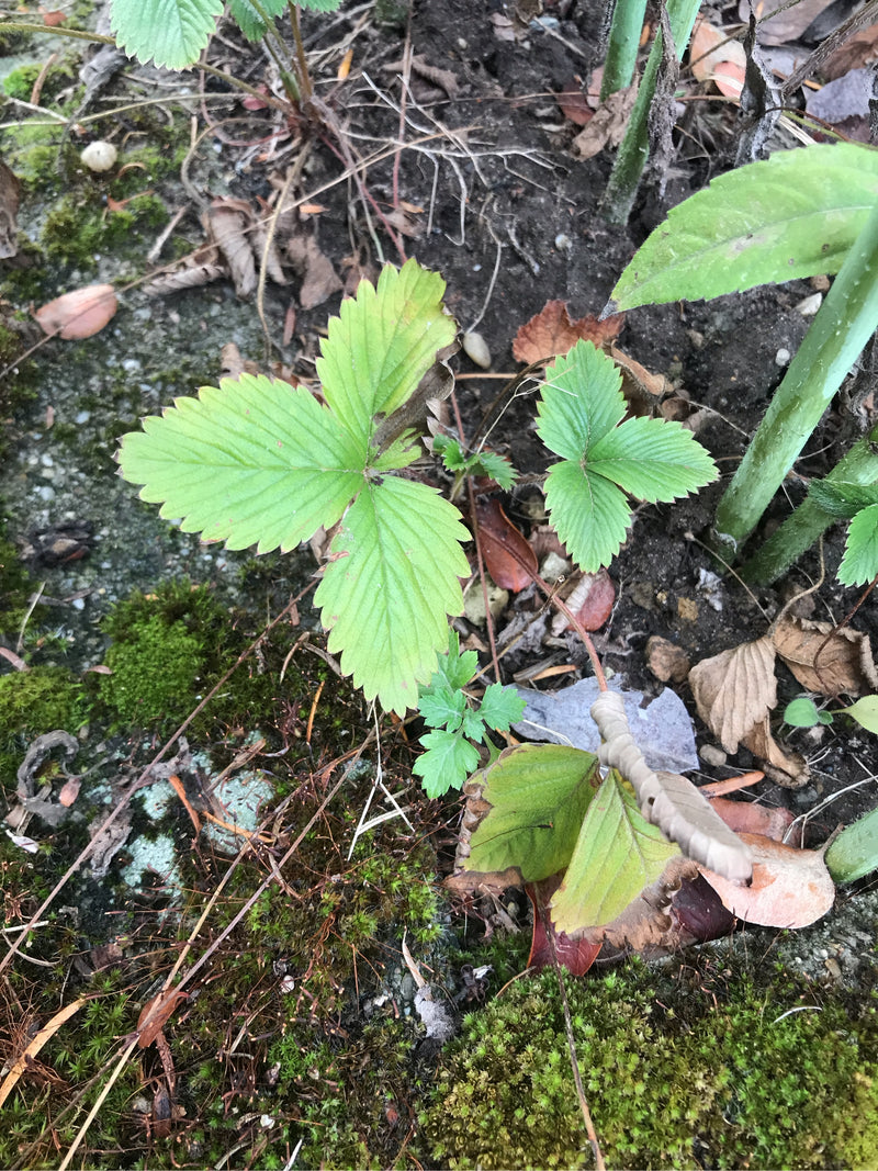 Fragole — foto 2 di 16