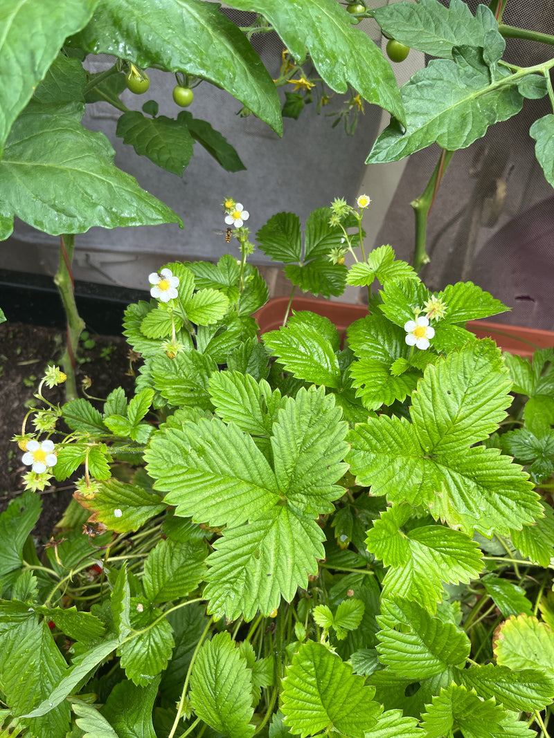 L'immagine mostra una pianta di fragola in fiore con caratteristiche foglie trifogliate verdi e fiori bianchi. La pianta cresce in un contenitore.