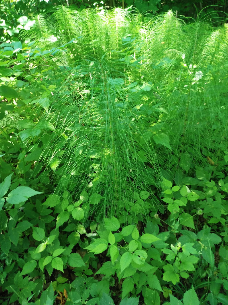 Equiseto della foresta — Bild 1