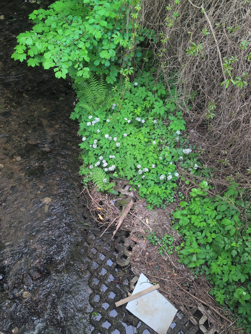 Erbaschiuma della foresta — Bild 1