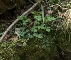 Erbaschiuma della foresta — foto 1 di 10