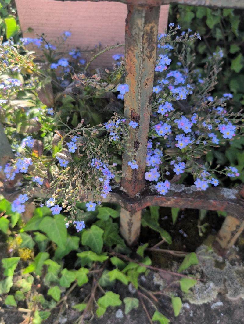 Numerosi piccoli fiori blu di nontiscordardimé dei boschi crescono attraverso una ringhiera di metallo arrugginita.